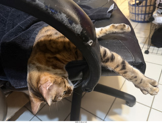 Ashley Saenz and cat Pickle on her back