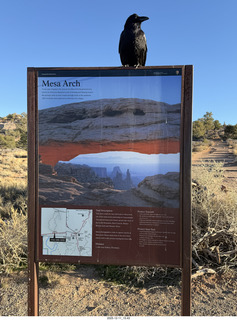 403 a2q. Utah - Canyonlands National Park - Mesa Arch hike sign - raven
