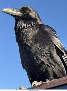 413 a2q. Utah - Canyonlands National Park - raven