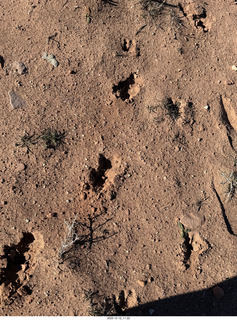 158 a2q. Utah - Mineral Canyon hike - animal footprints