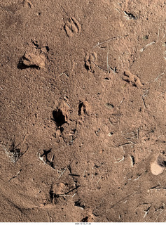 159 a2q. Utah - Mineral Canyon hike - animal footprints