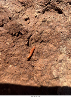 244 a2q. Utah -  Mineral Canyon hike - orange worm