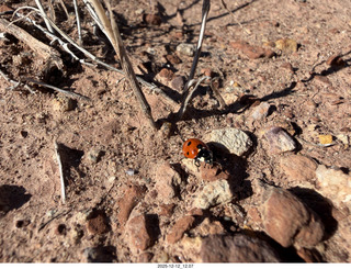 259 a2q. Utah -  Mineral Canyon - ladybug close-up