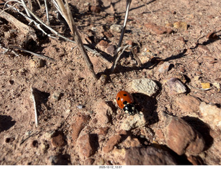 260 a2q. Utah -  Mineral Canyon  ladybug close-up