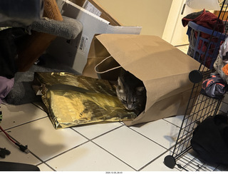 cat Potato in a bag