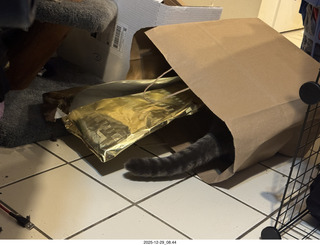 cat Potato in a bag