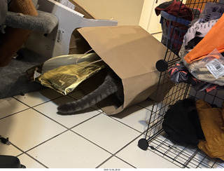 cat Potato in a bag