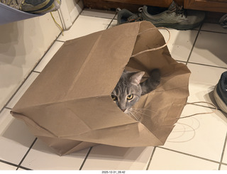 cat Potato in a bag
