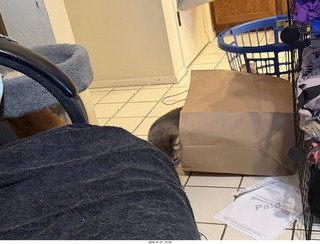 cat Potato in a bag