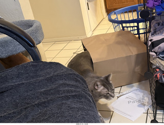 cat Potato in a bag