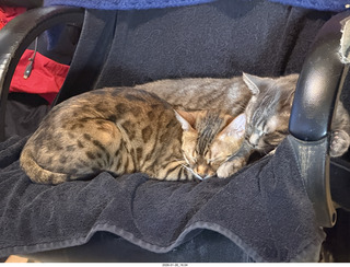 cat Potato in a bag