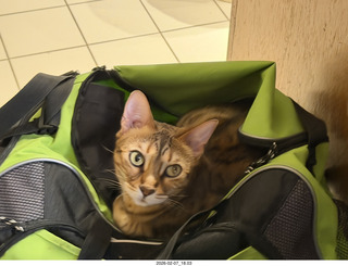 cat Pickle