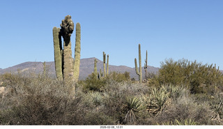 Scottsdale - Granite Mountain Hike - crested saguaro cactus