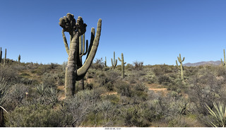 Scottsdale - Granite Mountain Hike - crested saguaro cactus