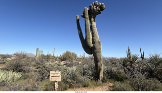 Scottsdale - Granite Mountain Hike - crested saguaro cactus