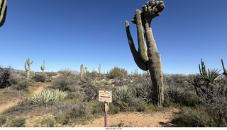 Scottsdale - Granite Mountain Hike - my veined leg