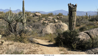Scottsdale - Granite Mountain Hike - crested saguaro cactus