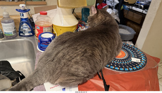 cat Potato