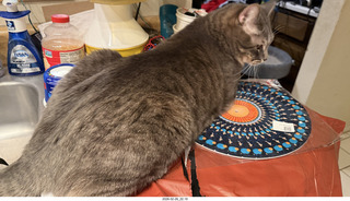 cat Pickle in my green bag