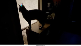 cat Pickle silhouette