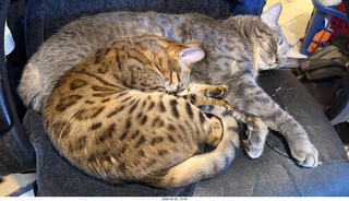 my cats Pickle and Potato