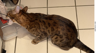 cat Pickle examining the packing strap