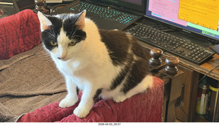 my cat Scruffles