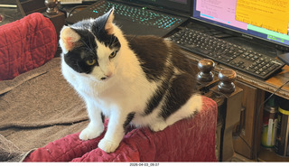 my cat Scruffles