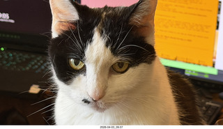 my cat Scruffles