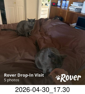 Rover.com - my cats Devin and Jane