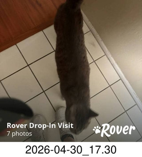 Rover.com - cat Potato